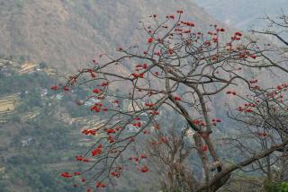 Upvan Guest House and Residence - Bhimtal - 3