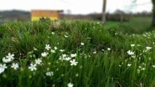 Véritable roulotte à la campagne - 5