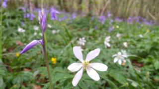 Shepherd's Lodge - Shepherd's Hut with Devon Views for up to Two People and One Smaller Dog - 1