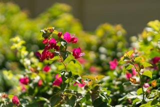 Villa Rodentia 3br pool Villa - 1