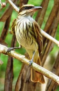 Sámara Tarantela Houses, Casa Sandal - Sámara - 5