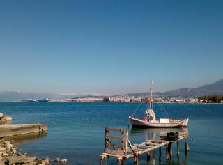 Patras Palm Tree - 5