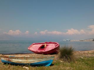 Patras Palm Tree - 1