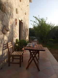 Olive Trees - Tragaki - 0