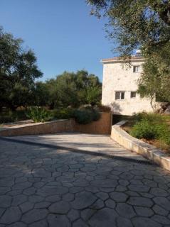 Olive Trees - Tragaki - 5
