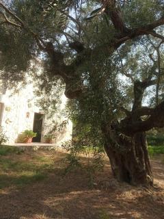 Olive Trees - Tragaki - 3
