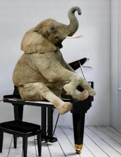 Elephant in my room - Dubrovnik - 0