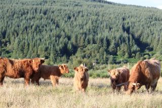 Crannich Holiday Caravans - Killichronan - 8