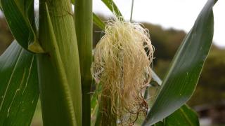 Agribed Quierta - Camerette - 1