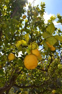 Cocos Park Ischia - Isquia - 4