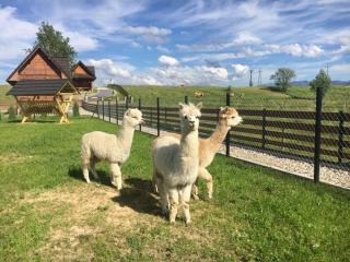 Osada Koniówka Domek D - 4