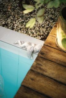 Banyan Villa Panglao with private pool - Panglao - 4