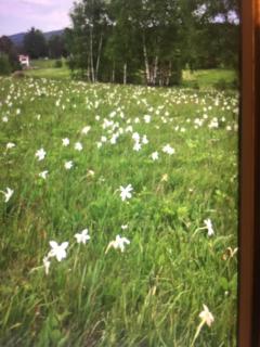 Studio Viline kose - 4