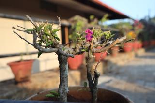 Sai Home Stay - Madikeri - 1
