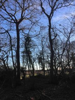 Magical Forest yurt - 3