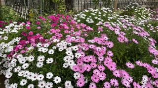 Apartmani Ursić - 8