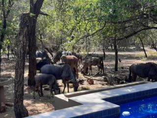 African Sky Villas - Marloth Park - 1