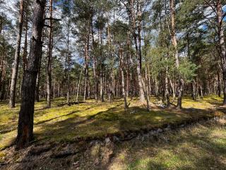 Heban Forest Cabin&SAUNA Starlink - Tomczyn - 4