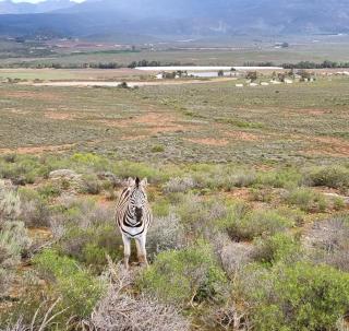 Phumelela Private Game Farm - - 2