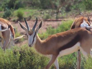 Phumelela Private Game Farm - - 1