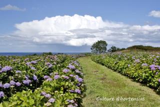 Epiphytes et succulentes - 3