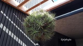Epiphytes et succulentes - 1
