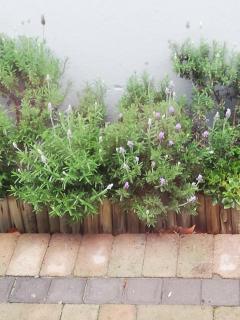 Rondebosch East Garlandale STRICTLY HALAAL, fresh garden cottage - Cape Town - 4