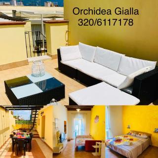 Orchidea Gialla - 8