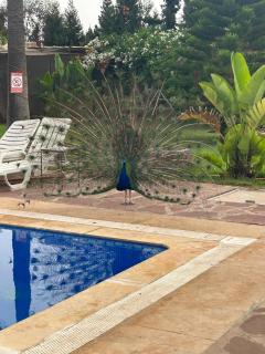 Riad TANJIL - Casablanca - 8
