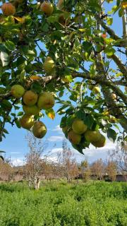 Casa de campo Pillaro - Activa - 9