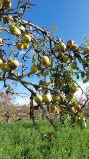 Casa de campo Pillaro - Activa - 8