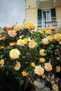 Hotel Villa Igea - Alassio - 8