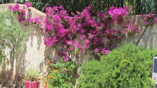 MiniVilla "RIVENTOSA" - SANTA GIULIA - 50 passi dal mare - Porto-Vecchio - 7
