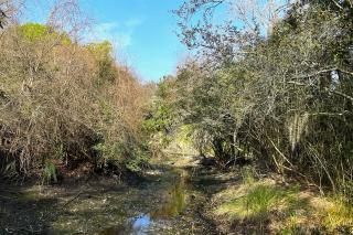 17 Night Heron - Hilton Head Island - 2
