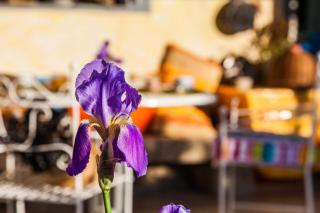 The Old Farm Asfodeli - Adults Only - Sanalvò - 1