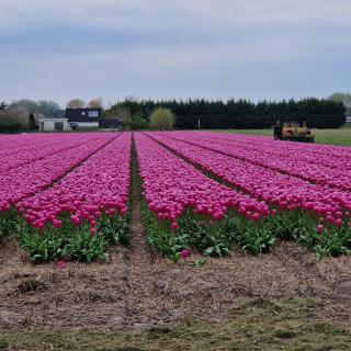 Het Zomerhuis - Egmond-Binnen - 9