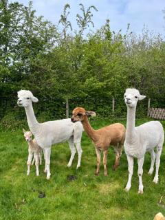 Hoeve den Akker - luxueuze vakantiewoningen met privétuinen en alpaca's nabij Brugge, Damme, Knokke, Sluis en Cadzand - 1