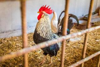 Unterwöhrlehen - Faistenau - 7