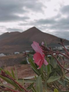 La Morreta Suites I - Lanzarote - Conil - 4