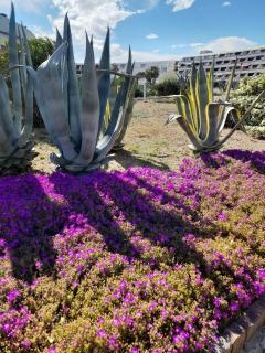 Golden paradise 007 Helio 25 - 1