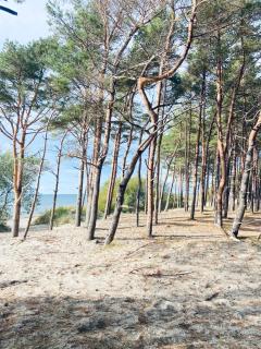 Sakalo kopa - Palanga - 6