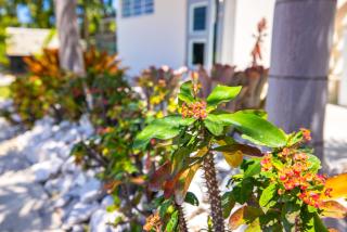 Chris Guest House - Rincon - 6