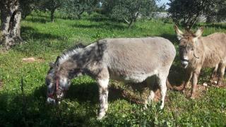 Agriturismo Specchiarussa - Morciano di Leuca - 2