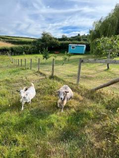 The Gannah Farm Shepherds Hut - Hereford - 9