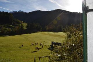Ferienwohnungen Foidlhof - Hochfilzen - 2