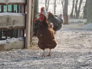 Schwarzfelder Hof - 1