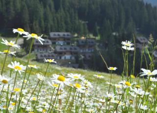 Apartment MOUNTAIN BLOOM Golte - Mozirje - 8