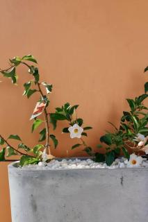 Vine Close Apartment - Healesville - 8