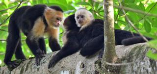 Riverside Villas - 6
