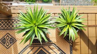 Cosy Studio with Forest Views, Noosa Hinterland - 4